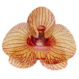 DEKORA WAFER DECORATIONS - YELLOW ORCHID