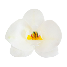 DEKORA WAFER FLOWERS - WHITE ORCHID