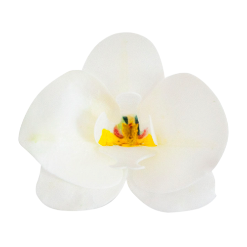 DEKORA WAFER FLOWERS - WHITE ORCHID