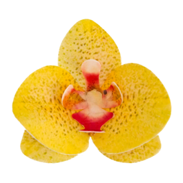 DEKORA WAFER FLOWERS - YELLOW ORCHID