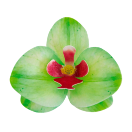 DEKORA WAFER FLOWERS - GREEN ORCHID